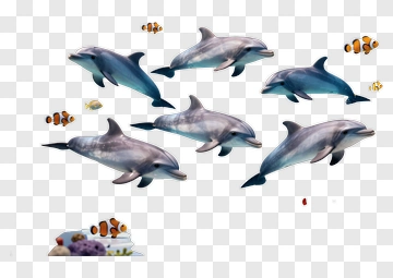 Group Of Dolphins Swimming In The Ocean PNG