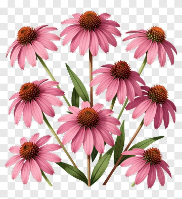 Colorful Pink Echinacea Flowers PNG
