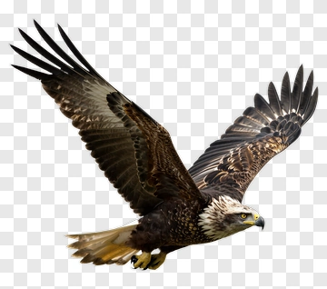 Eagle In Flight PNG