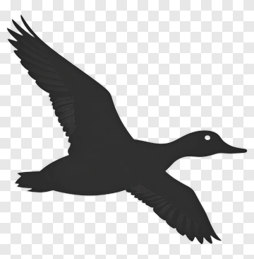 Flying Black Duck PNG