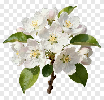 White Apple Blossom With Green Leaves PNG