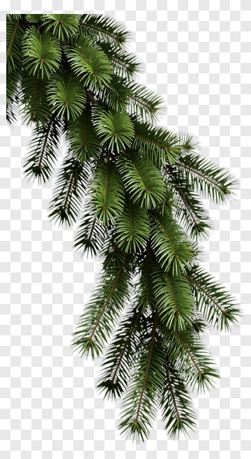 Green Pine Tree Branch PNG