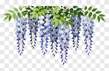 Wisteria Flower Cluster PNG
