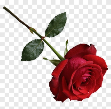 Red Rose With Green Leaves PNG