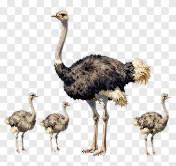Ostrich Family With Chicks PNG