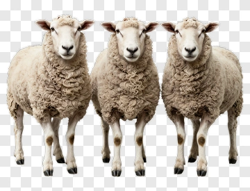 Group Of Three Sheep PNG