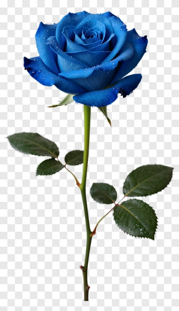 Blue Rose With Green Leaves PNG