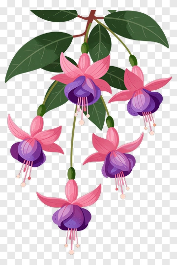 Colorful Fuchsia Flowers PNG