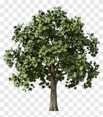 Realistic Tree With Green Leaves PNG