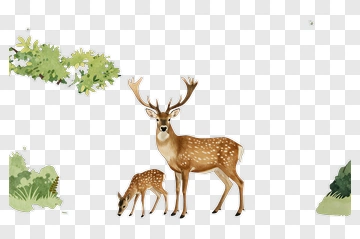 Deer Family In A Natural Setting PNG