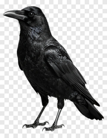 Black Raven Standing PNG