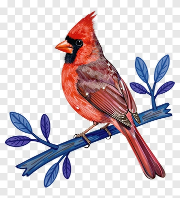 Colorful Cardinal Bird Perched On A Branch PNG