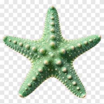 Green Starfish PNG