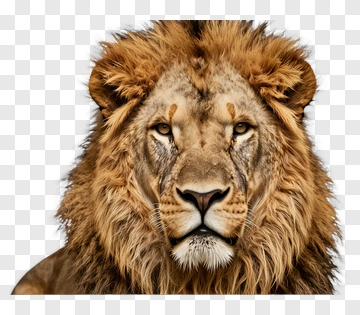 Lion Portrait With Majestic Mane PNG
