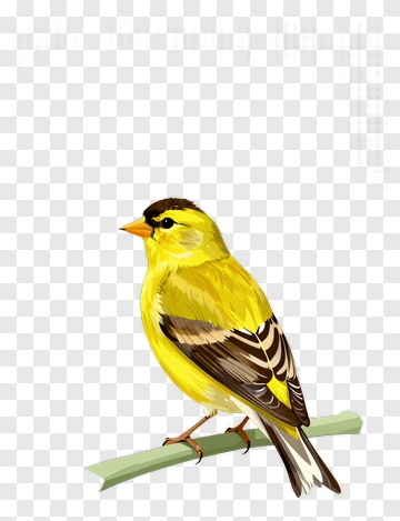Yellow Bird Sitting On A Branch PNG