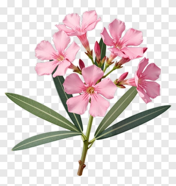 Pink Oleander Flower Bouquet PNG