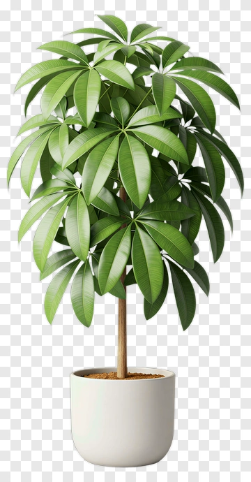 Potted Green Tree PNG