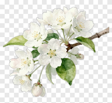 Watercolor Apple Blossom Branch PNG
