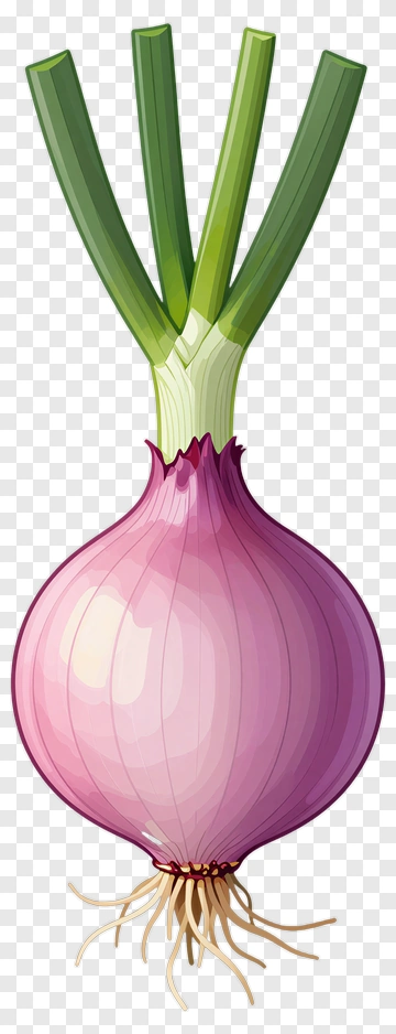 Fresh Red Onion With Green Tops PNG