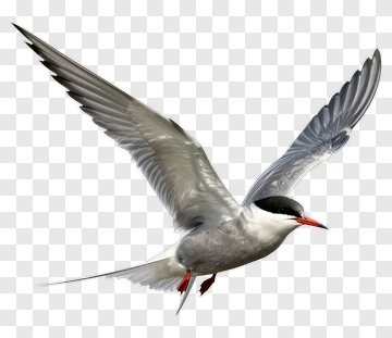 Flying Arctic Tern PNG