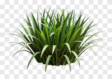 Green Grass Plant PNG