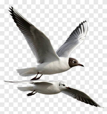 Flying Seagulls In The Sky PNG