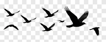 Silhouetted Birds In Flight PNG