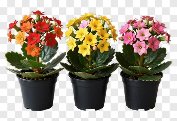 Colorful Kalanchoe Flower Pots PNG