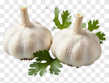 Garlic Bulbs With Fresh Cilantro Leaves PNG