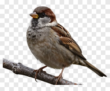 Sparrow Perched On A Branch PNG