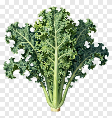 Fresh Kale Leaf PNG