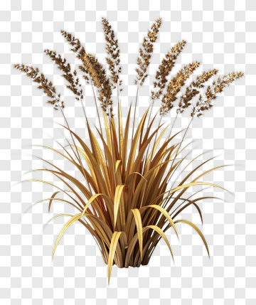 Decorative Grass Arrangement PNG