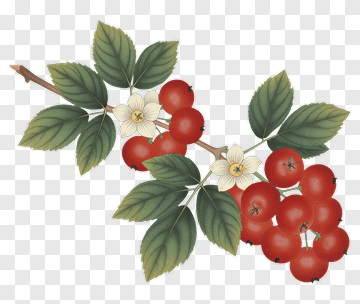 Branch With Red Berries And White Flowers PNG