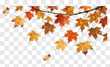 Autumn Maple Leaves On A Branch PNG