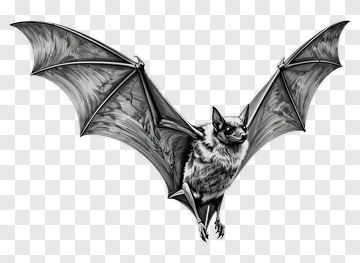 Black Bat Flying PNG