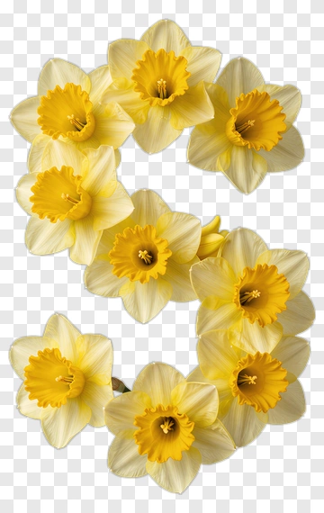Daffodil Flower Arrangement In Number Shape PNG
