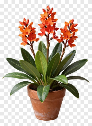 Orange Orchid Plant In Pot PNG
