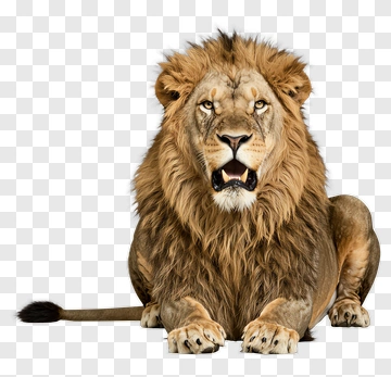 Realistic Lion Sitting PNG