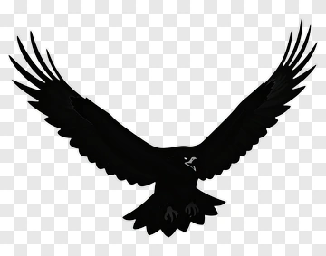 Black Eagle In Flight PNG