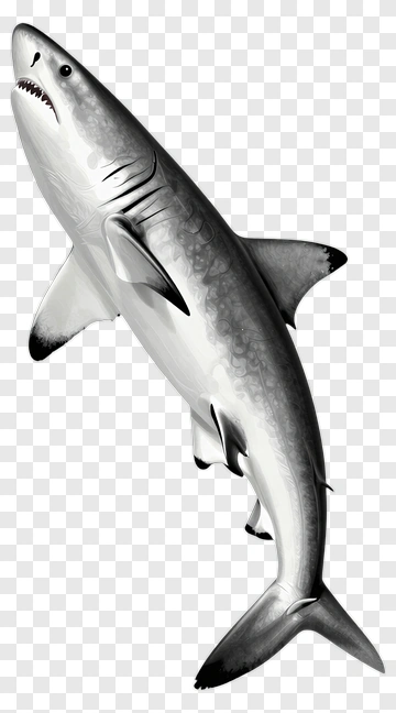 Realistic Shark Illustration PNG
