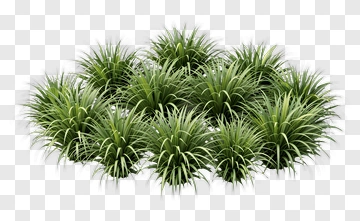 Group Of Green Grass Plants PNG