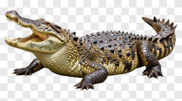 Crocodile With Open Mouth PNG
