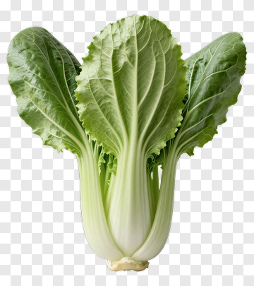 Fresh Bok Choy With Green Leaves PNG