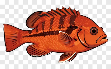 Orange Fish With Black Stripes PNG