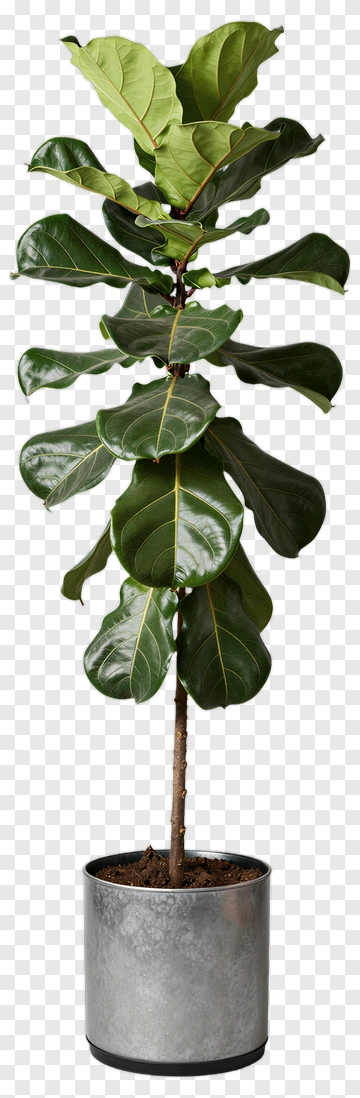 Fiddle Leaf Fig Plant In Metal Pot PNG