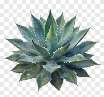 Green Agave Plant PNG