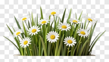 Daisy Flower Bouquet PNG