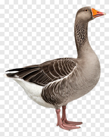 Goose Standing On White Background PNG