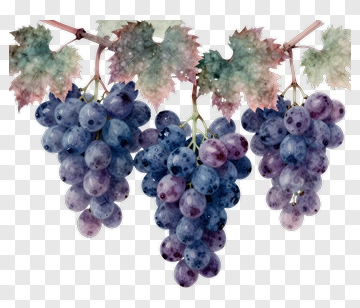 Watercolor Grapes On The Vine PNG