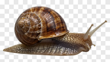 Close-Up Of A Snail PNG
